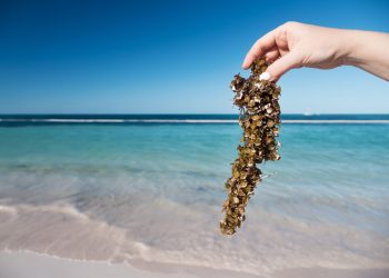¡Impresionante! Estas son las imágenes del sargazo que cubre el Caribe mexicano