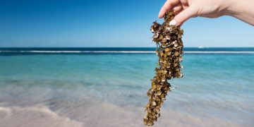 ¡Impresionante! Estas son las imágenes del sargazo que cubre el Caribe mexicano
