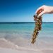 ¡Impresionante! Estas son las imágenes del sargazo que cubre el Caribe mexicano