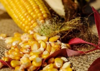Sader busca que producción agrícola beneficie a campesinos
