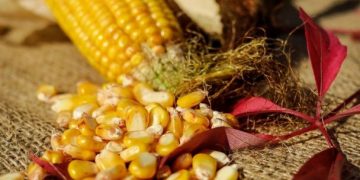 Sader busca que producción agrícola beneficie a campesinos