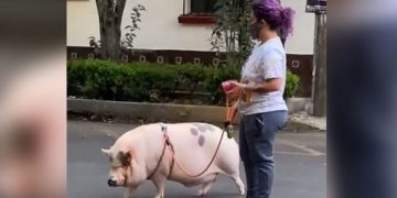 CDMX: captan a conductor ‘regando’ las plantas con orines en semáforo de Tlalpan | VIDEO