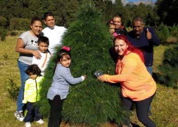 En Amecameca, alistan arbolitos de Navidad para su venta desde noviembre