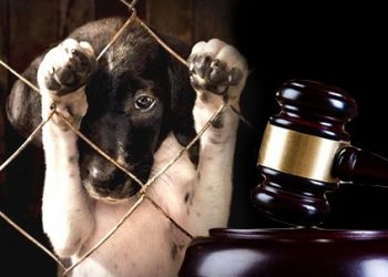En delitos animales en Edomex, perros son los más agredidos en un 90%