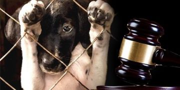 En delitos animales en Edomex, perros son los más agredidos en un 90%