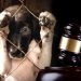 En delitos animales en Edomex, perros son los más agredidos en un 90%