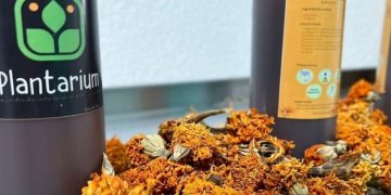 Plantarium, el proyecto en Edomex que transforma flores de cempasúchil en insecticidas biodegradables