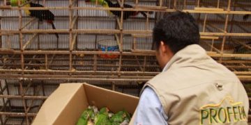 Especies registradas: Suman 53 licencias para fauna exótica