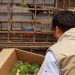 Especies registradas: Suman 53 licencias para fauna exótica