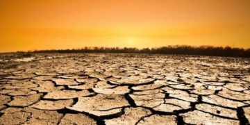 Por cambio climático, sufren bosques que albergan a la mariposa monarca en México