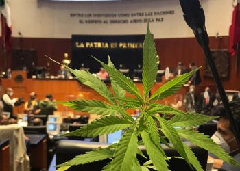 Suprema Corte aprueba uso industrial del cannabis a firma canadiense