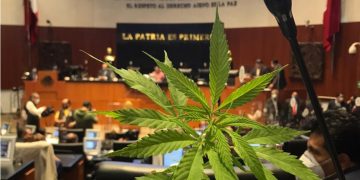 Suprema Corte aprueba uso industrial del cannabis a firma canadiense