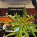 Suprema Corte aprueba uso industrial del cannabis a firma canadiense