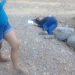 Asesinan a mujer en barrio El Zalatón cerca del C5i de Colima