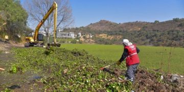 Eliminan lirio de presa Madín; esperan retirar más de seis mil toneladas en dos meses