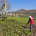 Eliminan lirio de presa Madín; esperan retirar más de seis mil toneladas en dos meses