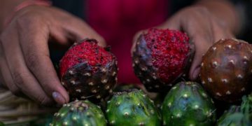 SADER Jalisco busca la protección genética de pitayas