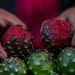 SADER Jalisco busca la protección genética de pitayas