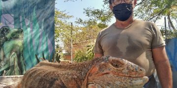 Peligra la iguana negra en el Istmo de Tehuantepec por caza indiscriminada