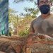 Peligra la iguana negra en el Istmo de Tehuantepec por caza indiscriminada