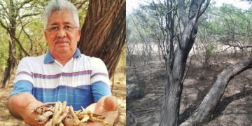 Campesinos preparan rescate del mezquite, árbol sagrado del Istmo de Tehuantepec