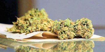 Marihuana en Oaxaca: Cofepris otorga 26 permisos para la siembra y producción de la planta