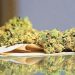 Marihuana en Oaxaca: Cofepris otorga 26 permisos para la siembra y producción de la planta