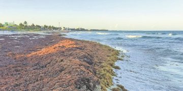 El sargazo invade las playas de Quintana Roo a días de que lleguen las vacaciones de verano
