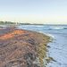 El sargazo invade las playas de Quintana Roo a días de que lleguen las vacaciones de verano