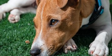 Envenenan a 19 perros en Salamanca