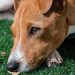 Envenenan a 19 perros en Salamanca