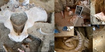 INAH Edomex confirma hallazgo de resto de mamut en Ixtlahuaca