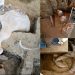 INAH Edomex confirma hallazgo de resto de mamut en Ixtlahuaca