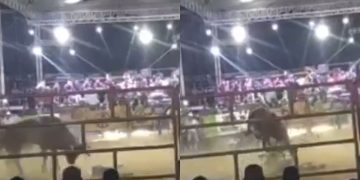 Jinete muere aplastado por un toro en pleno jaripeo de Chilpancingo | VIDEO FUERTE