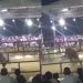 Jinete muere aplastado por un toro en pleno jaripeo de Chilpancingo | VIDEO FUERTE