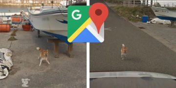 Perrito persigue a sus amos después de ser abandonado en la colonia Anzures