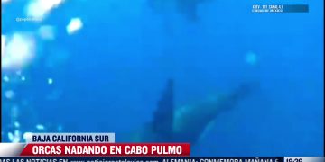 Baja California: Captan a presunto ladrón amarrado de un poste frente a caseta de policía en Tijuana | VIDEO