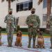 Binomios caninos del ejército se unen a búsqueda de personas desaparecidas en Oaxaca