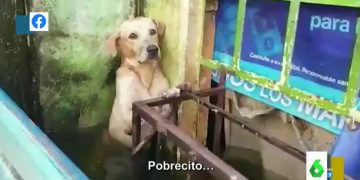 Rescatan a perros maltratados en Iztacalco