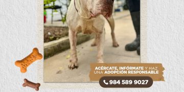 Haz match: lomitos en Cancún buscan una segunda oportunidad