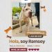 Haz match: lomitos en Cancún buscan una segunda oportunidad