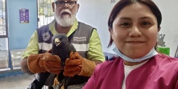 Rescatan águila negra y fragata heridas en Cancún