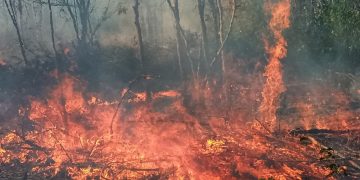 Conagua advierte condiciones críticas para incendios forestales