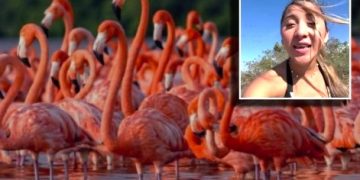 ‘Elisa la Yuca’ bajo investigación tras video viral en manglares de Sisal por espantar flamencos