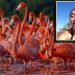 ‘Elisa la Yuca’ bajo investigación tras video viral en manglares de Sisal por espantar flamencos