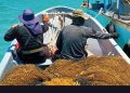 Retiran más de 28 mil toneladas de sargazo en Quintana Roo