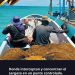 Retiran más de 28 mil toneladas de sargazo en Quintana Roo
