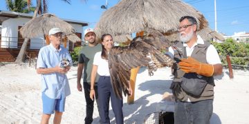 Liberan águila pescadora rescatada en Cancún