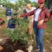 Ana Paty Peralta impulsa reforestación urbana en Cancún