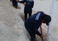 Refuerzan protección de tortugas marinas con nuevo corral